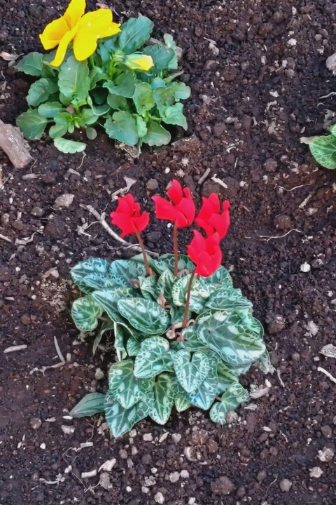 1124　シクラメン