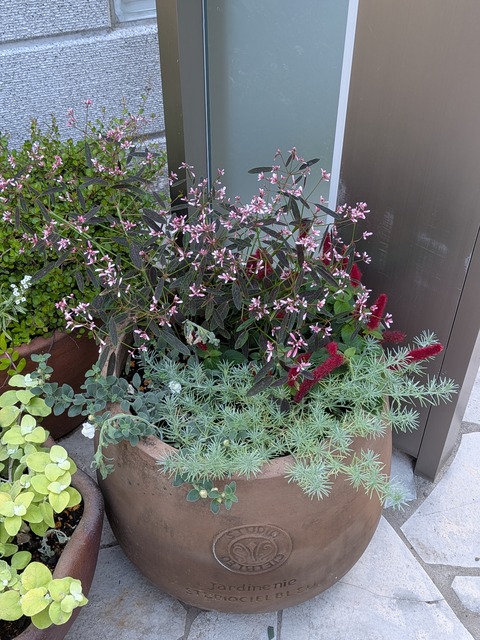 0610　寄せ植え