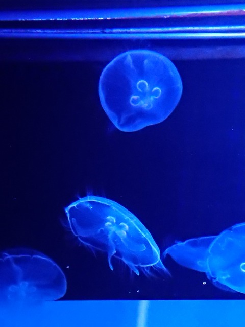 0131 クラゲ