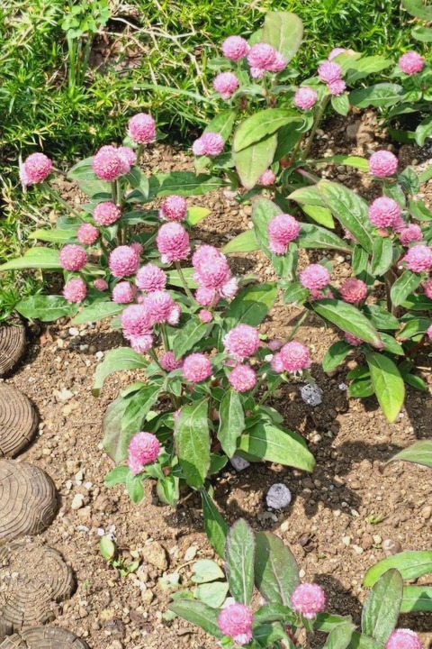 0627 センニチコウ