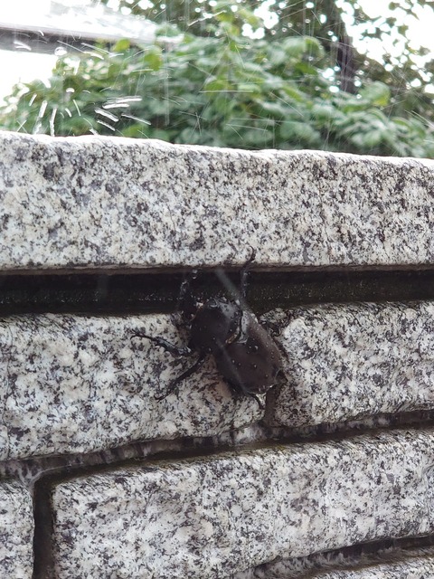 0707　カブトムシ