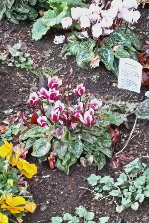 0129　シクラメン