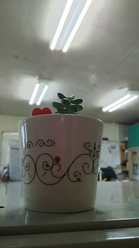 0626　多肉植物1