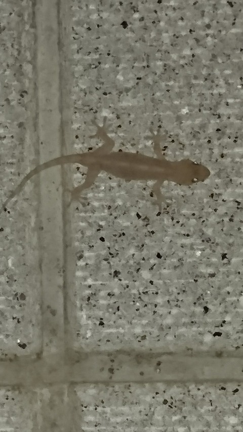 0726　ヤモリ