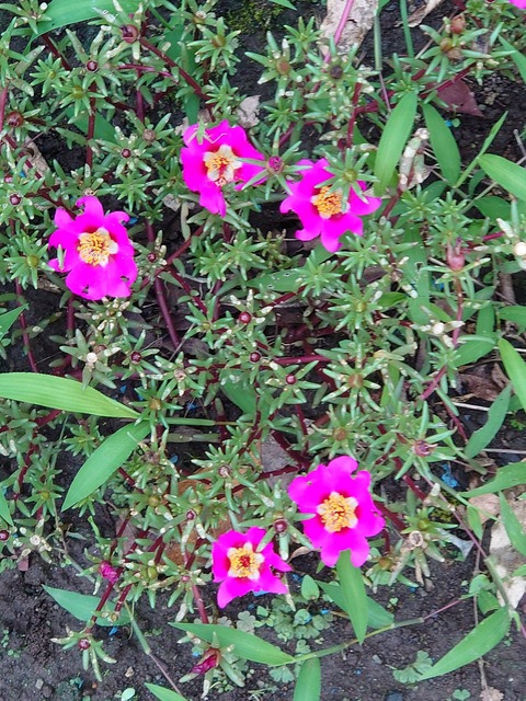 0730　マツバボタン