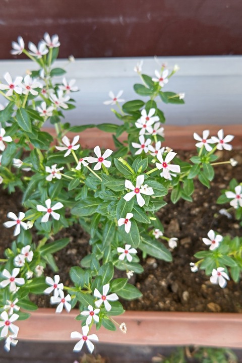 0827 ニチニチソウ