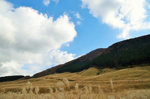 千石原 ススキノ