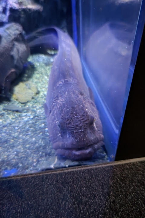 0528　オオカミウオ