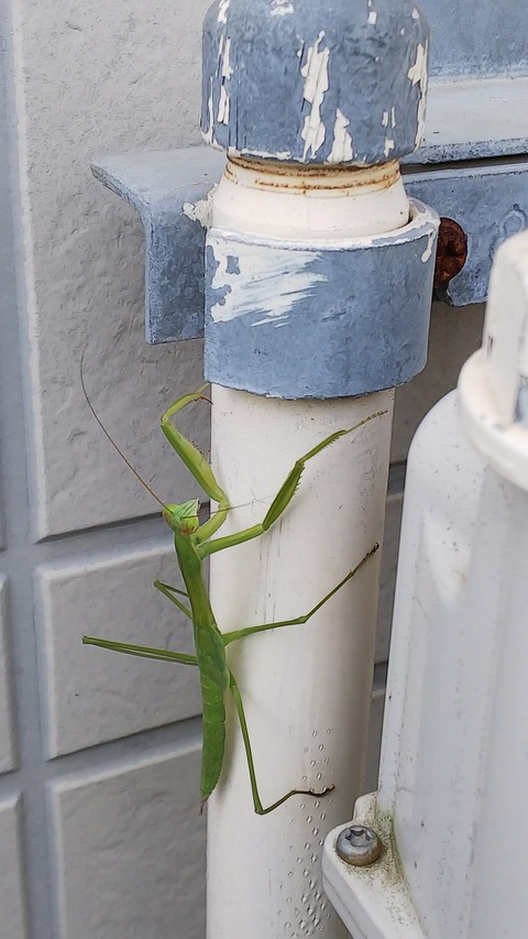0725　カマキリ