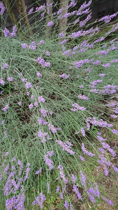 0628　ラベンダー