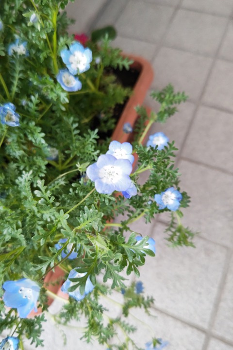 0422 ネモフィラ