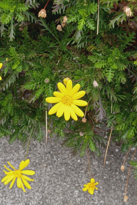 0325　ユリオプスデージー