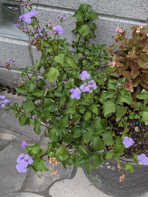 0827 アゲラタム