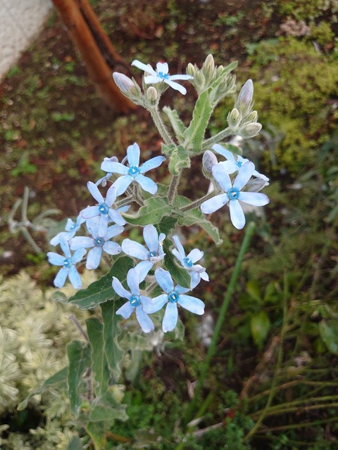 1027　ブルースター