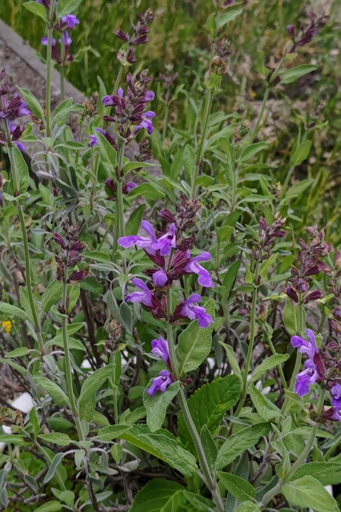 0426　コモンセージ