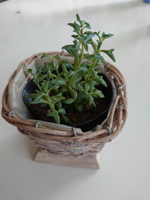 0929　グリーネッツクレス