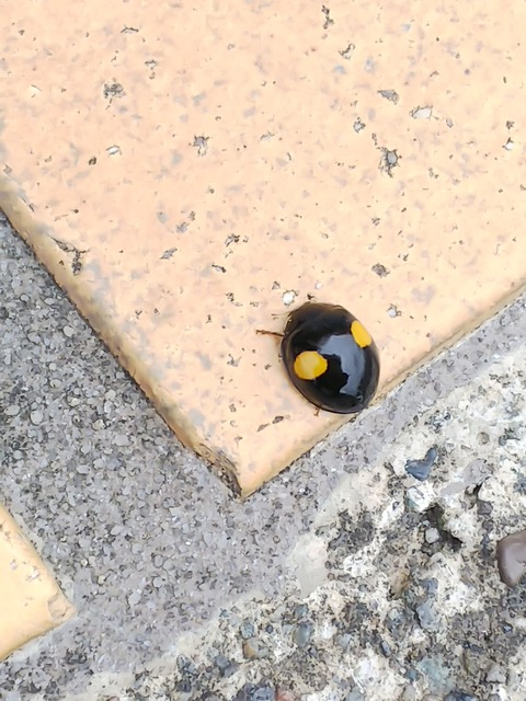 0626　テントウ虫