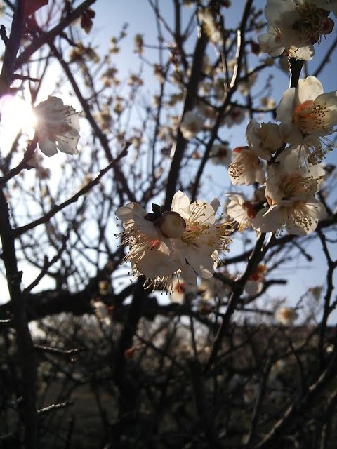 0228 梅の花