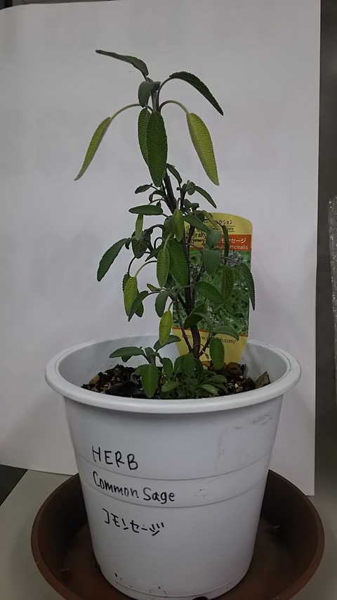1128　ハーブ