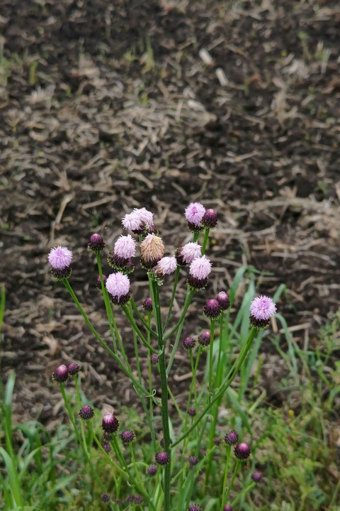 0427 キツネアザミ