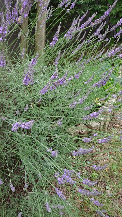 0624　ラベンダー