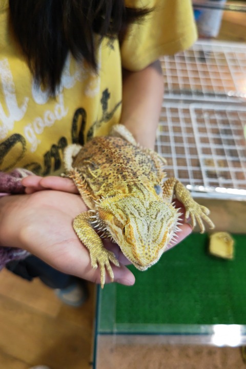 0904　フトアゴヒゲトカゲ