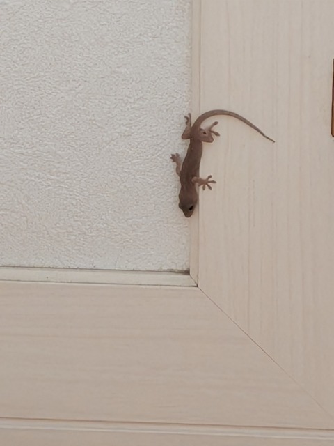 0701　ヤモリ
