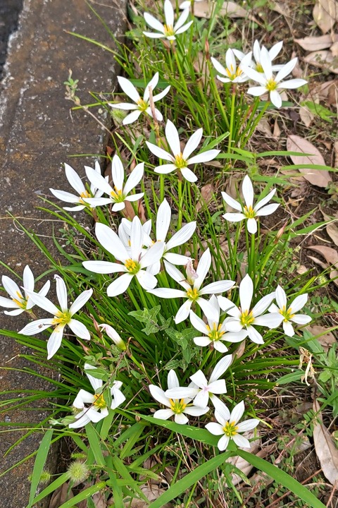 0929　タマスダレ