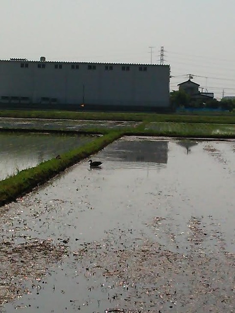 0529　カモ