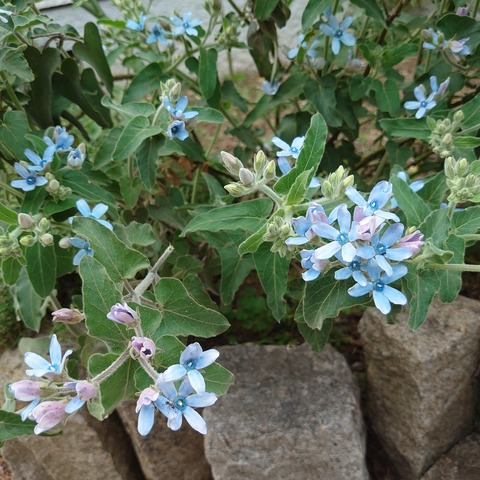 0527　ブルースター