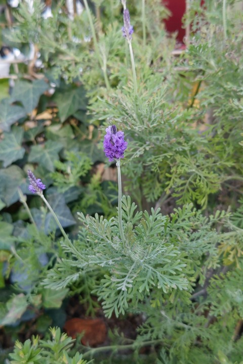 0119　ラベンダー