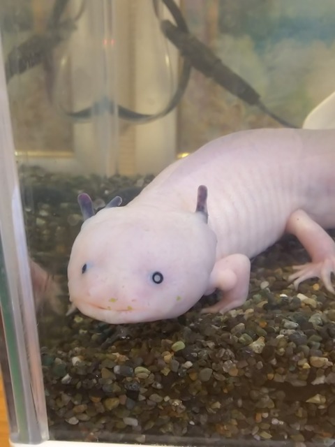 0423　ウーパールーパー