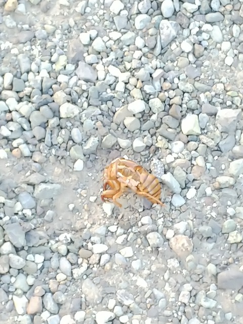 0726 セミの抜け殻