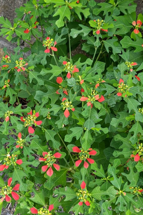 0922　ショウジョウソウ