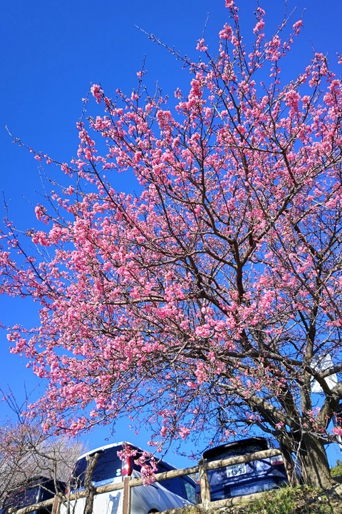 0115　カンザクラ