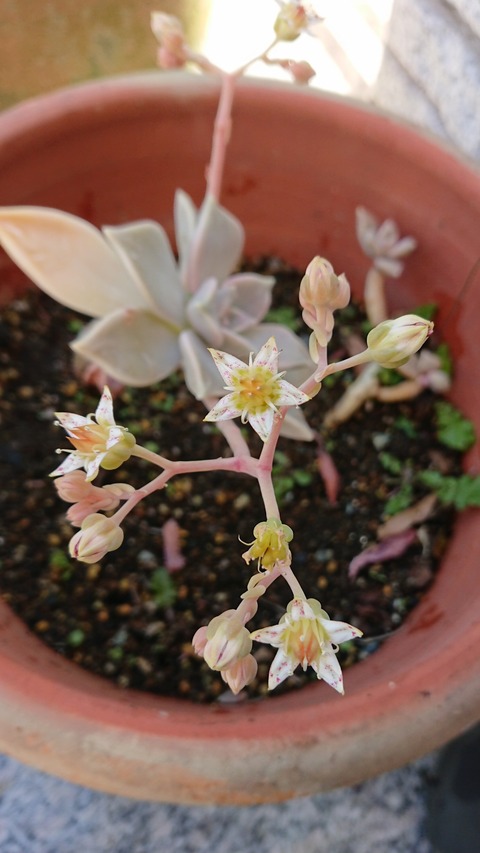 0423　多肉植物の花