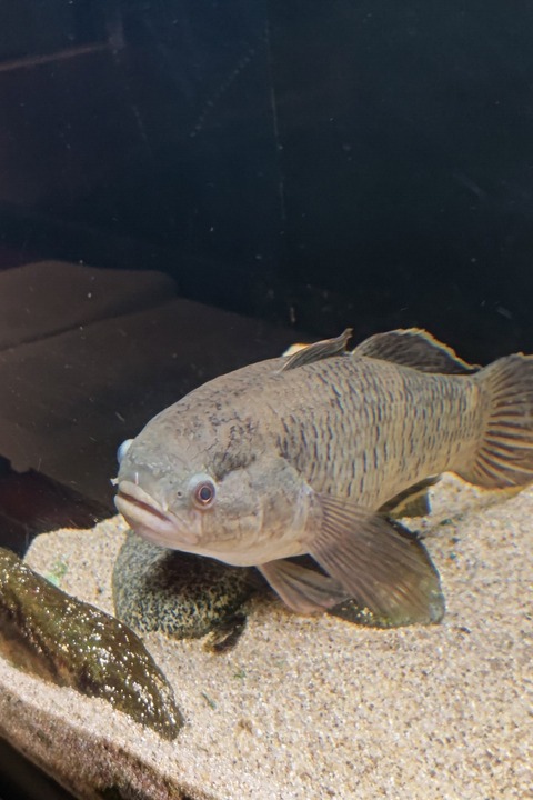 1128　クモマダラハゼ