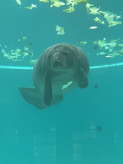 1026　トド