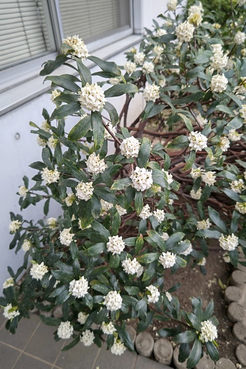 0316　ジンチョウゲ