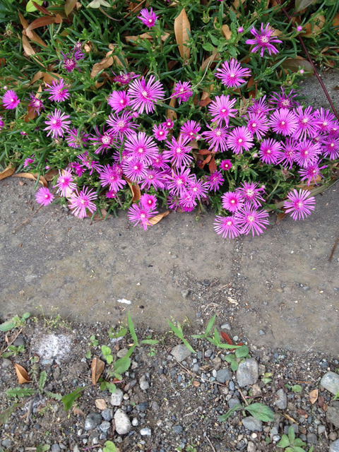 20150630開いた花