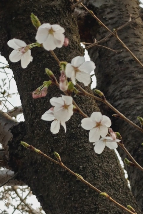 0330　桜