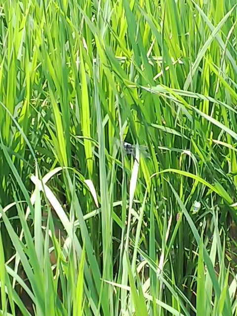 0826　シオカラトンボ