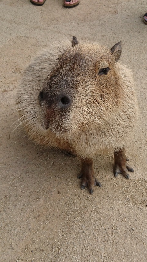 0830　カピバラ