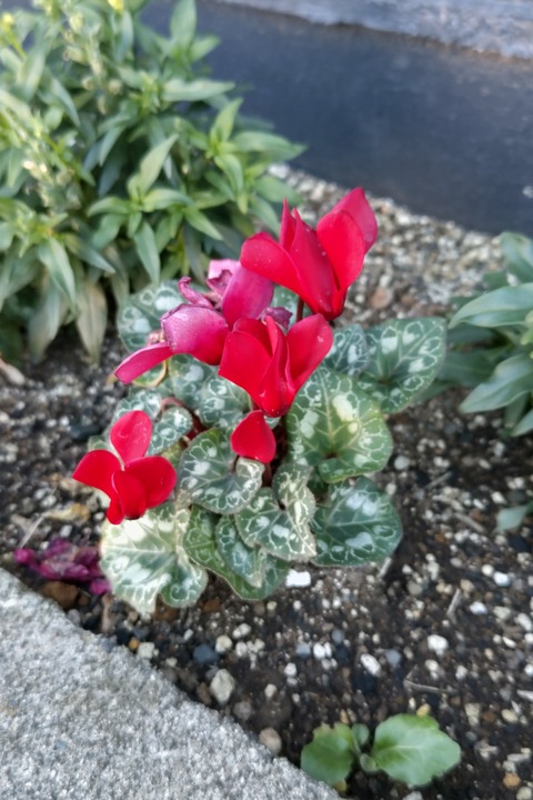 1227　シクラメン