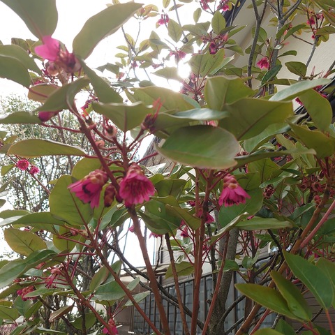 0329　ドロレイア