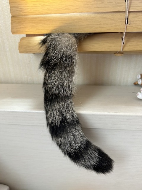 0527　ネコのしっぽ