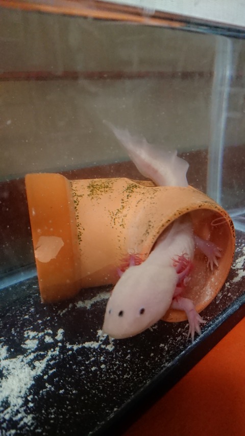 0223　ウーパールーパー