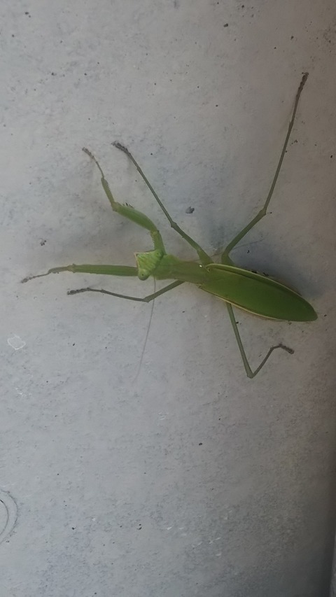 0929 カマキリ