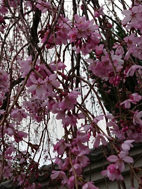 0322　桜