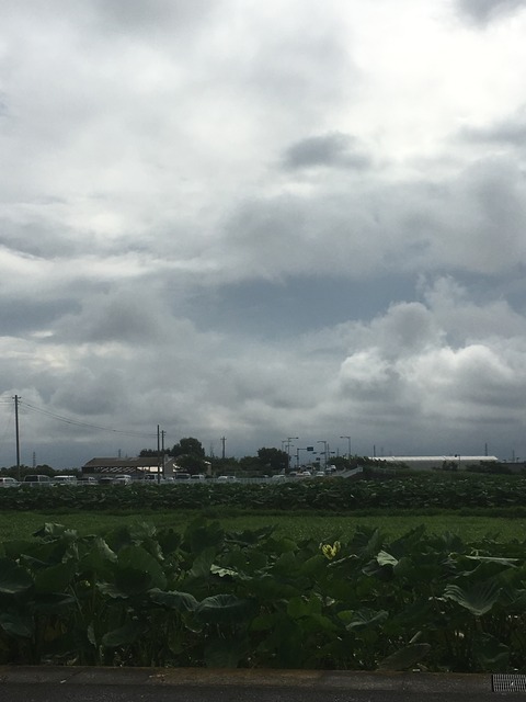 0727　さといも畑